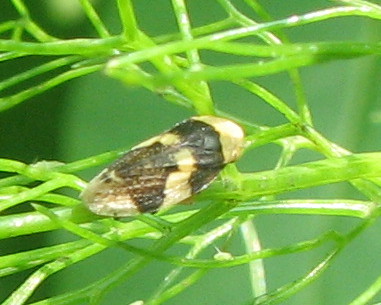 Philaenus spumarius